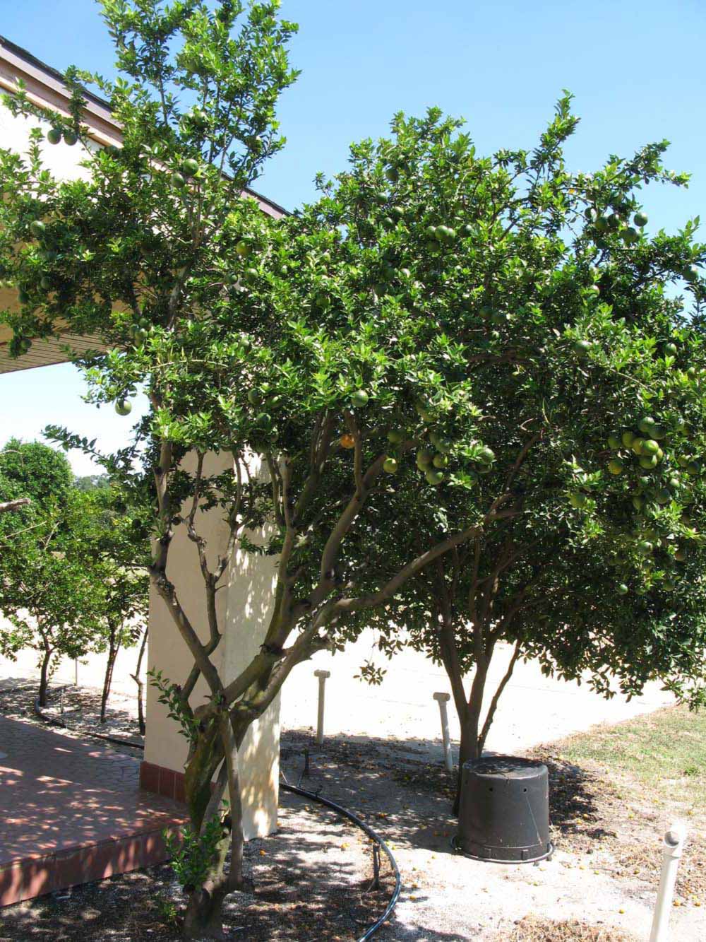            Habit (Winter Haven, FL)   